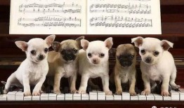 狗子的最新爆料图片视频,最新图片视频揭秘幕后真相